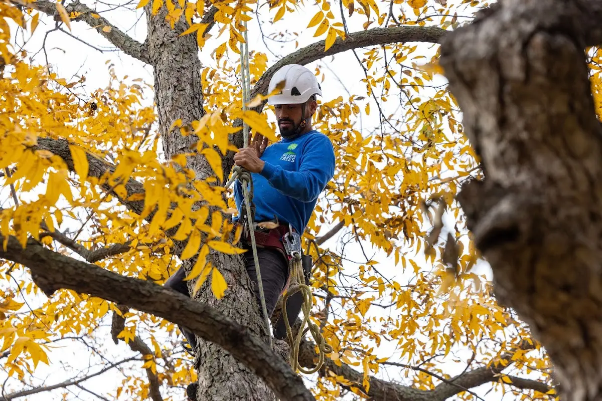 Skilled Tree Transplanting crew working in La Jara