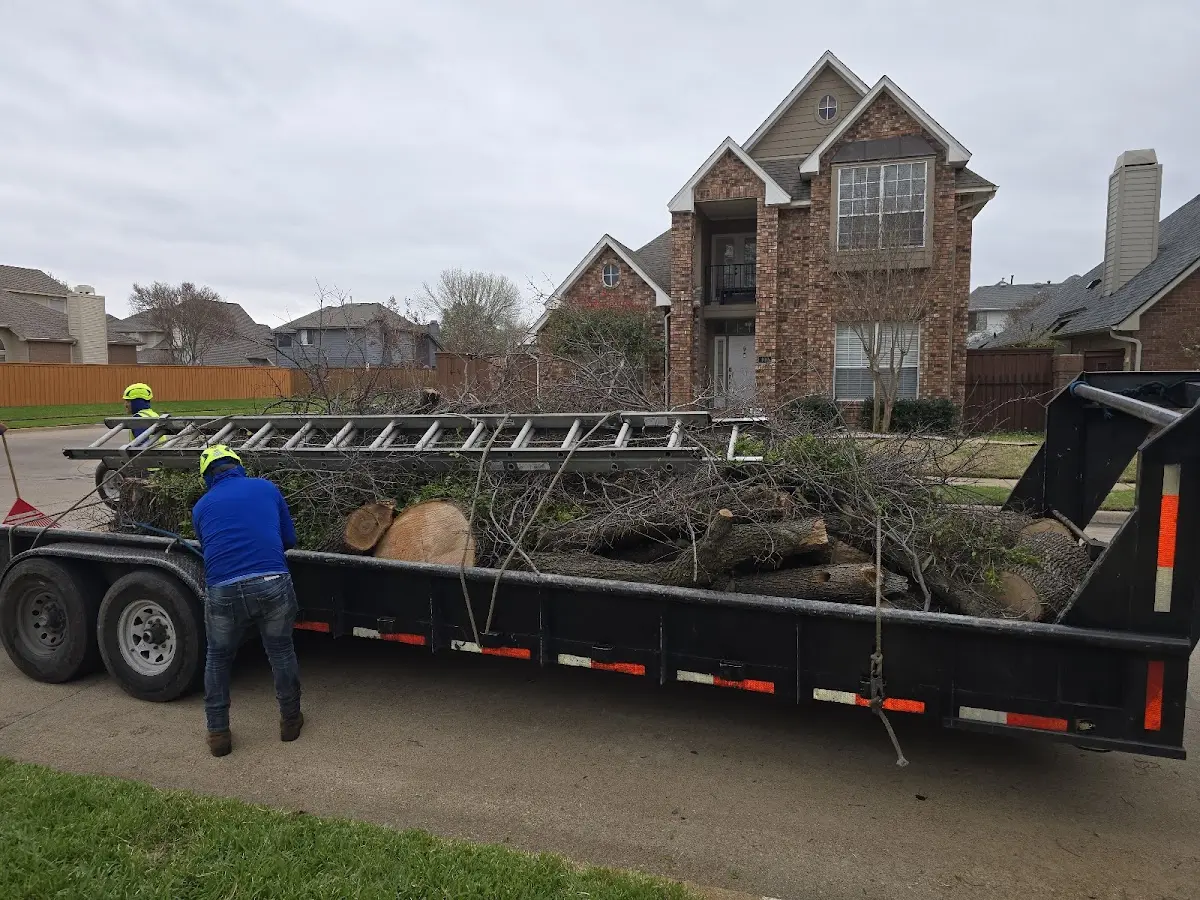 Expert Tree Fertilization with proper safety equipment in La Jara